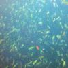 Lots of fish in the sea!