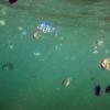 Swimming with the fishes
