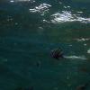 In the shady water