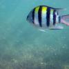 Following the fish