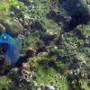 Electric blue fish
