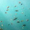 Cool fish everywhere