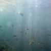 Fish and reefs