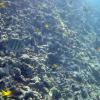 Coral and fish