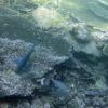 Hard coral and fish