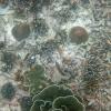 Underwater mushrooms