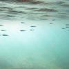 More fish