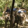Watching the riders bring out the elephants!