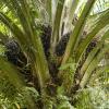 Palm oil seeds