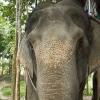 Visiting with the elephants after the trek!