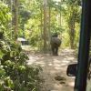Following an elephant to the bathing area in a truck