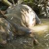 The kid jumps off as the elephant lays down in the creek
