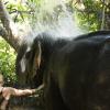 Playing in the elephant showers!