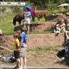 Fans include two llama's here