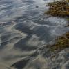 Sand patterns and kelp
