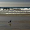 Birds on the beach