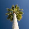 Palm trees!