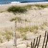 Sand fences and dunes