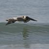 A pelican skims over the glassy waves