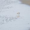 Beach Bird