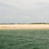 Big sea birds dot the shore of Cape Lookout point