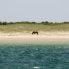 Wild pony in North Carolina