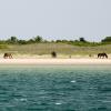 More wild horses grazing as we sailed by