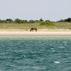 Wild horse grazing on the seashore