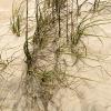 Sea grass in the sand