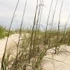 A North Carolina beach dune
