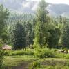 Morning at Bruce Spruce campground