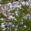 Lots of columbine in this campground