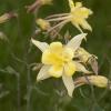 I've never seen yellow columbine before!