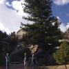 Rock and Tree