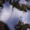 Snow and pine needles