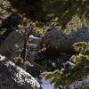 Snow melts off the trees in the sun