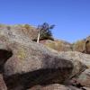 One tree, many rocks