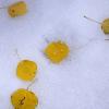 Aspen leaves in the snow