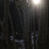 Low sun through the aspens