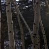 Low sun through the aspens