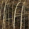 Aspens, aspens