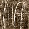 And more Aspens